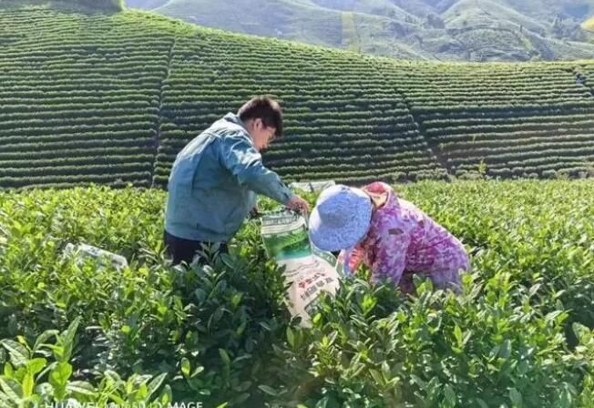 有关于心连心成功破解三茶不冒 安吉茶园三年效益翻6倍的资讯(2)