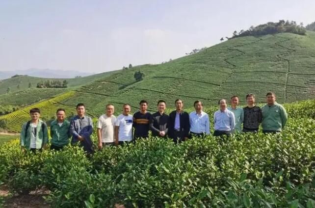 有关于心连心成功破解三茶不冒 安吉茶园三年效益翻6倍的资讯(3)