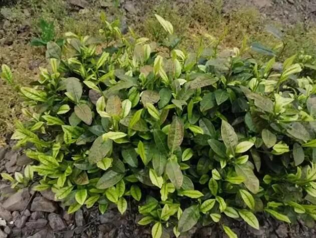 有关于心连心成功破解三茶不冒 安吉茶园三年效益翻6倍的资讯(1)