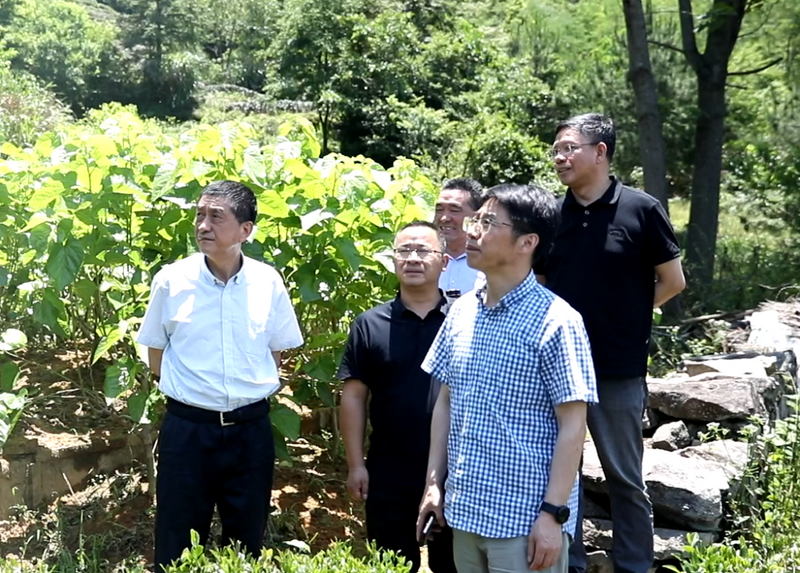 关于安农大来岳西考察调研茶产业发展的消息(2)