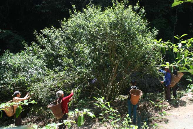 关于鹤峰富硒有机康养：人言此是桃源地，不信桃源如许奇的相关信息(4)