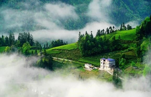 关于鹤峰富硒有机康养：人言此是桃源地，不信桃源如许奇的相关信息(3)