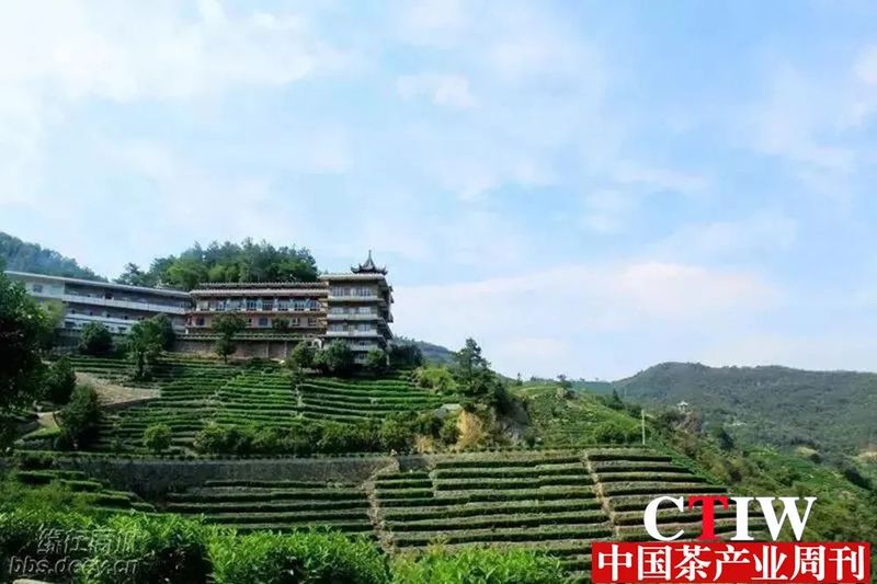 关于河南商城：一片小茶叶撑起18亿大产值的资讯