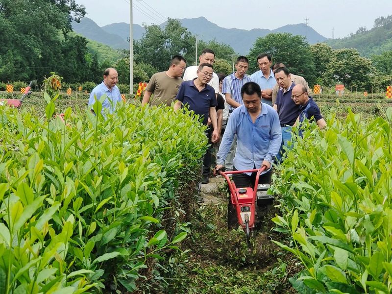 关于太湖县：茶园“机器换人”吸人眼球的信息(2)