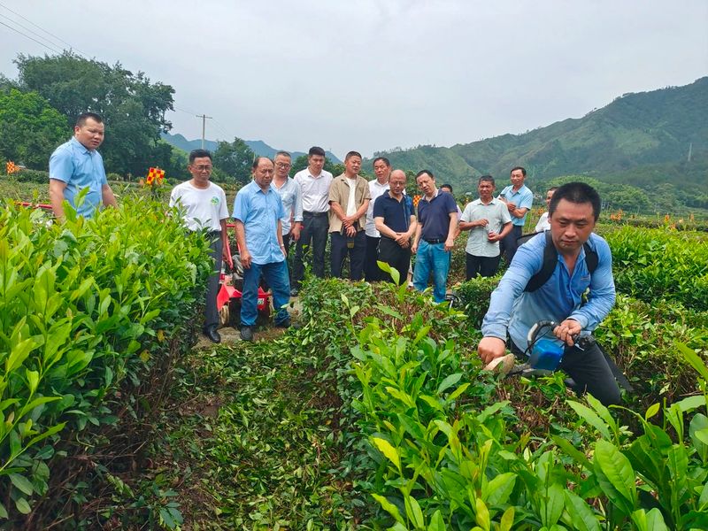 关于太湖县：茶园“机器换人”吸人眼球的信息(1)