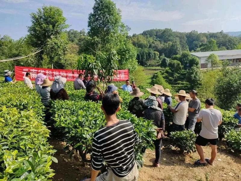 有关于国庆乡田房村开展茶叶综合技术培训的资讯(1)