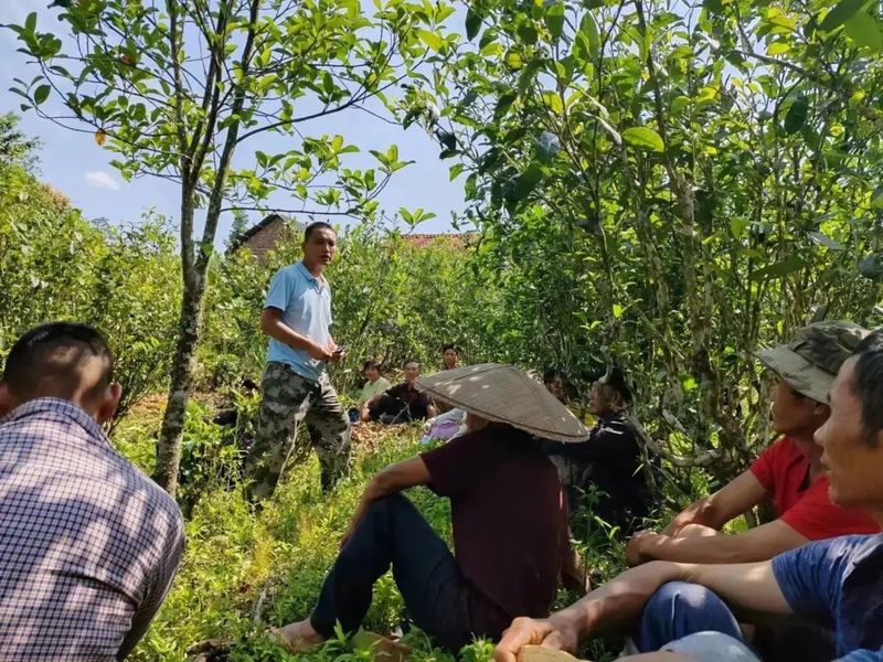 有关于国庆乡田房村开展茶叶综合技术培训的资讯(2)