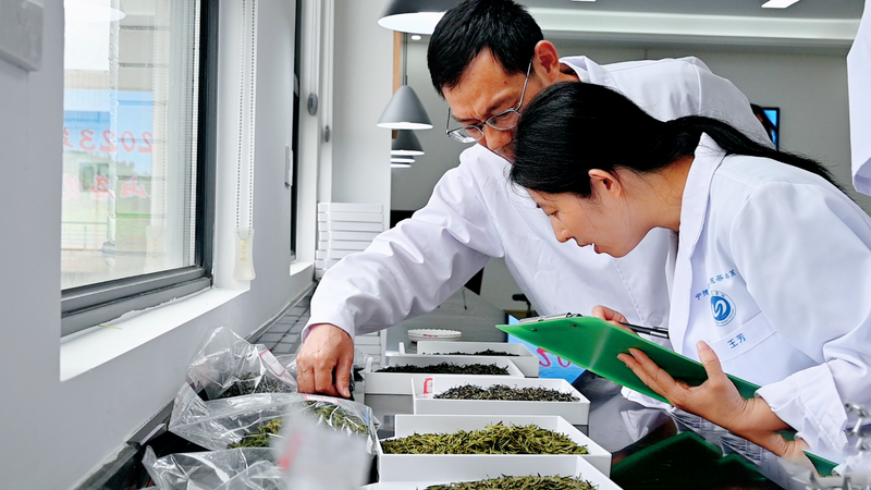 关于2023年蕉城区天山名优茶茶王大赛举办的内容(1)