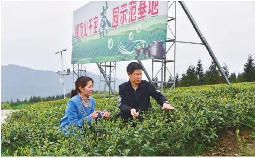 关于建起产业链 茶香溢满园！《农民日报》聚焦云南绥江会仪村茶产业发展的内容(1)