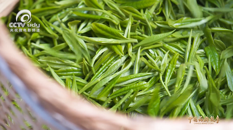 关于跟随央视!一起追寻汀溪兰香的前世今生的内容(6)