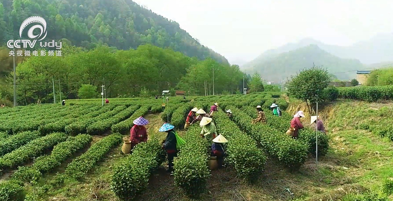 关于跟随央视!一起追寻汀溪兰香的前世今生的内容(12)