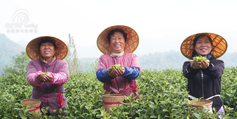 关于跟随央视!一起追寻汀溪兰香的前世今生的内容(13)