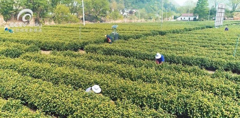 关于跟随央视!一起追寻汀溪兰香的前世今生的内容(3)