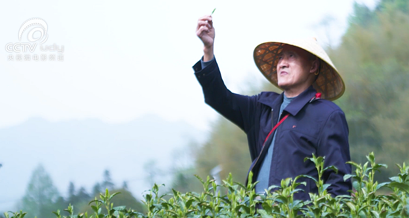 关于跟随央视!一起追寻汀溪兰香的前世今生的内容(5)