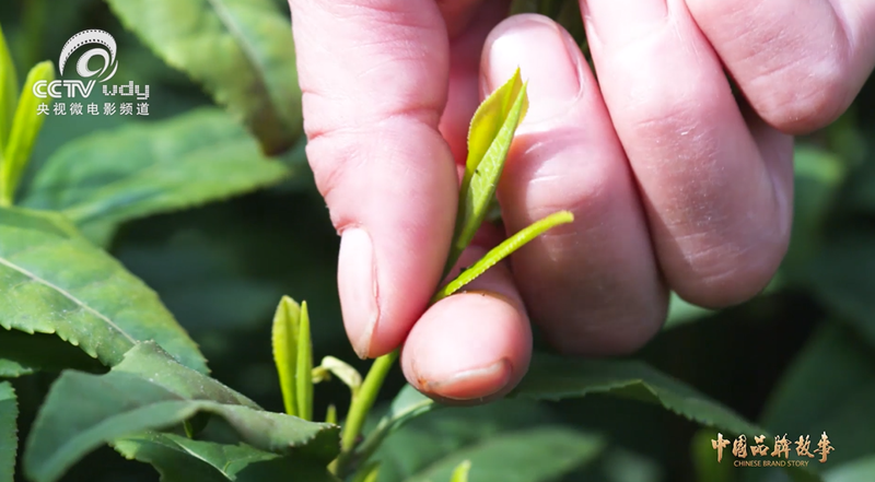 关于跟随央视!一起追寻汀溪兰香的前世今生的内容(2)