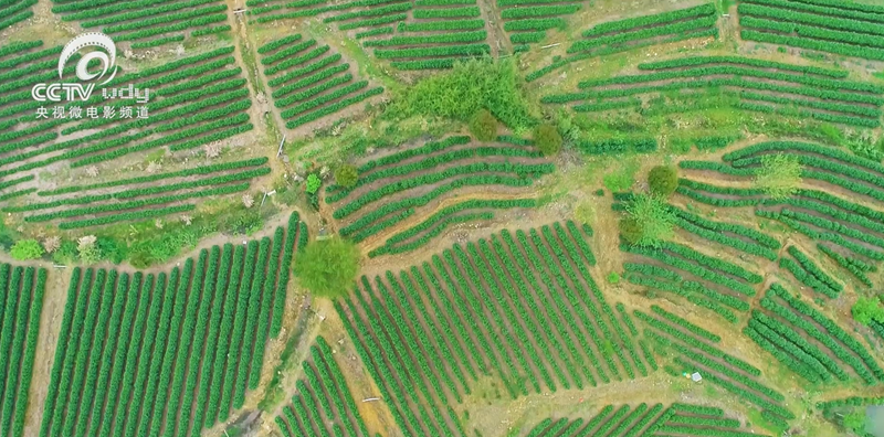 关于跟随央视!一起追寻汀溪兰香的前世今生的内容(11)