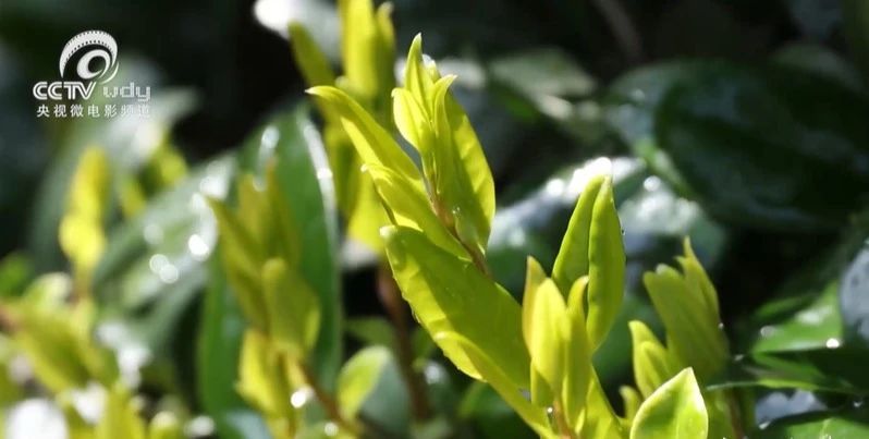 关于跟随央视!一起追寻汀溪兰香的前世今生的内容