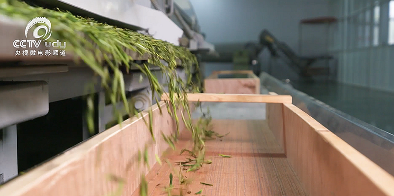 关于跟随央视!一起追寻汀溪兰香的前世今生的内容(10)