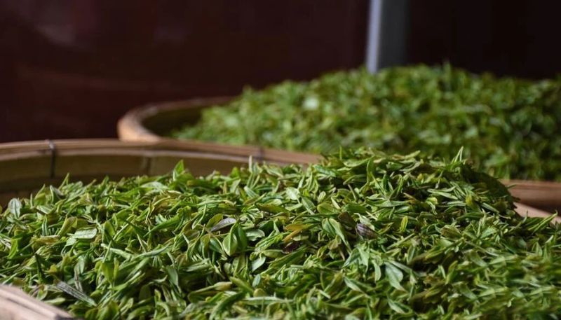 有关于当廉价日照绿茶成他们致富密码后 下脚料都有了板栗香!的新闻