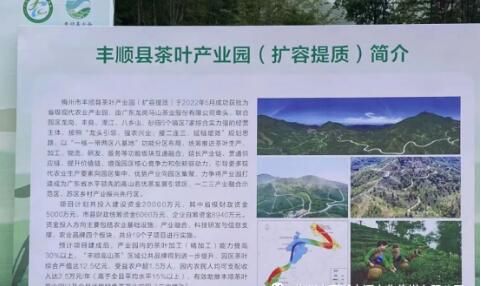 关于丰顺县茶叶产业园项目概述的消息(3)
