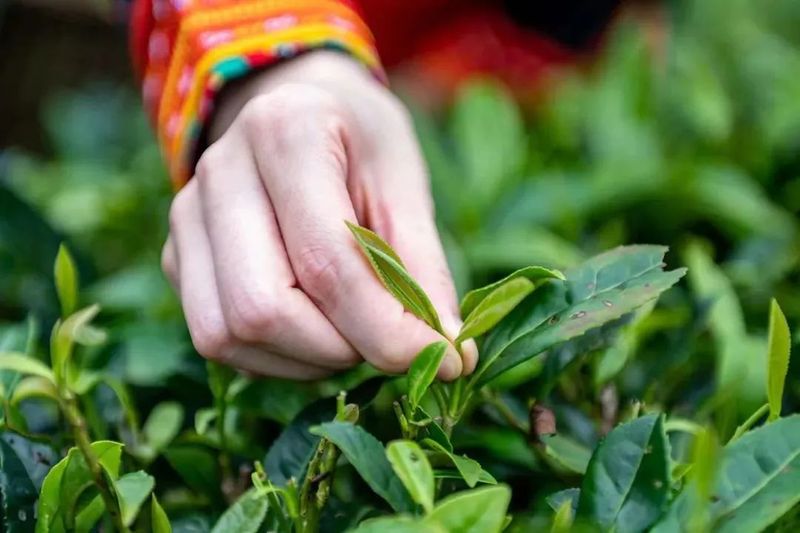 有关于茶旅融合 广西昭平打造百亿元茶产业的消息(1)