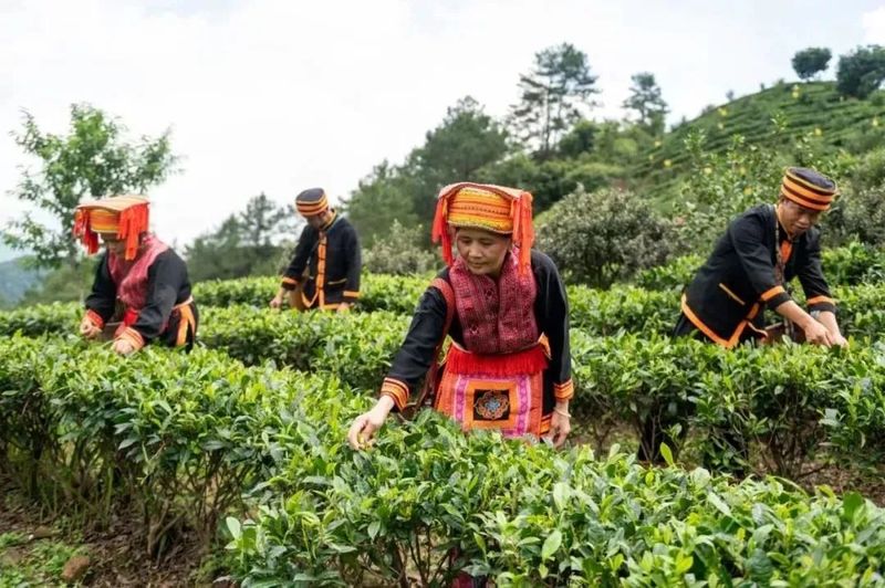 有关于茶旅融合 广西昭平打造百亿元茶产业的消息