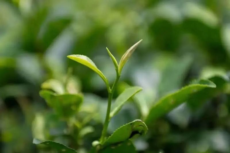 有关于茶旅融合 广西昭平打造百亿元茶产业的消息(2)