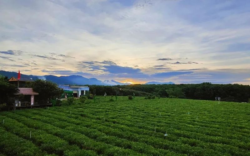 有关于海南省长刘小明莅临我会会员单位五里路有机茶园调研茶产业乡村振兴的相关信息(12)
