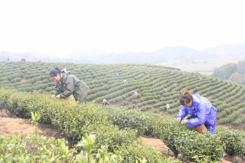 有关于放眼建山茶园！的相关信息