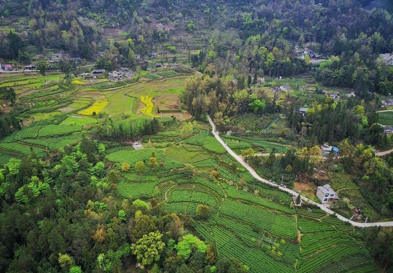 有关于听不厌的《龙船调》，其故乡还以凉闻名，更站湖北红茶C位的资讯(18)