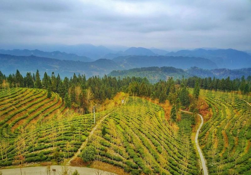 有关于听不厌的《龙船调》，其故乡还以凉闻名，更站湖北红茶C位的资讯(19)