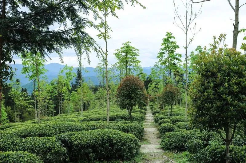 有关于听不厌的《龙船调》，其故乡还以凉闻名，更站湖北红茶C位的资讯(20)