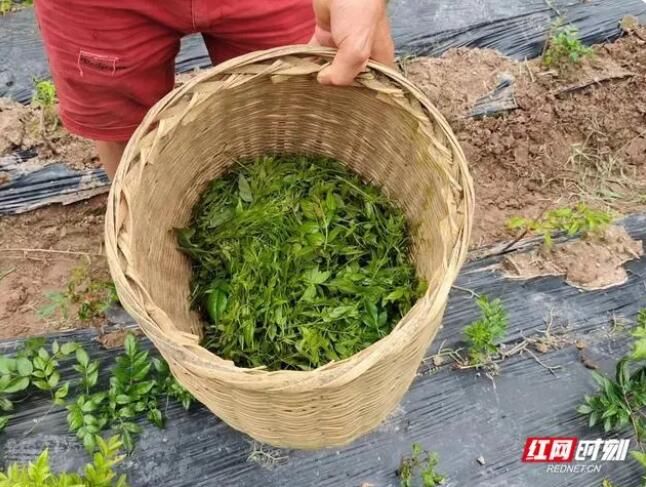 有关于永定区桥头乡：课堂实践享乐趣，村民齐心制香茶的信息(1)