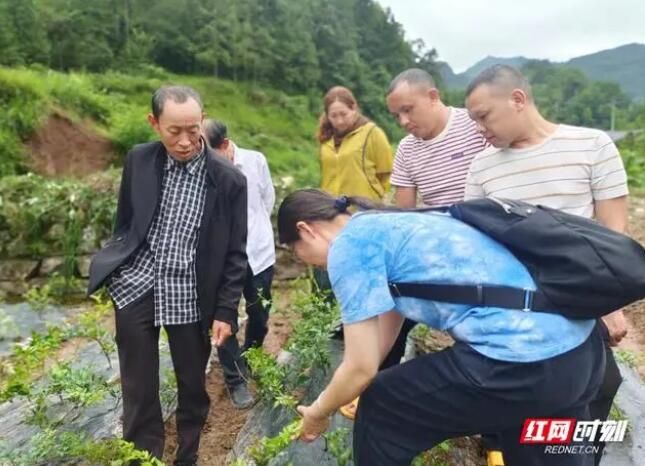 有关于永定区桥头乡：课堂实践享乐趣，村民齐心制香茶的信息(2)