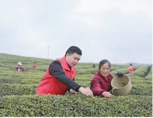 有关于贵州余庆县以“茶产业”铺就“致富路”——茶香溢满山　苗乡展新颜的信息