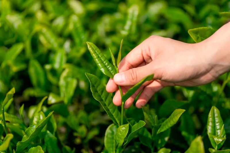 关于湾区聚力 迸发澎湃新动能   五大亮点众览第三届世界绿茶大会！的消息(1)