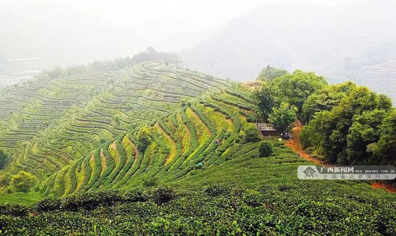 关于推动高标准茶园建设 梧州市长洲区做大做强茶产业的内容