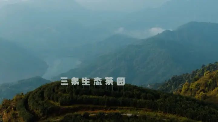 关于丹徒：“小茶叶”助推乡村振兴“大事业”的消息