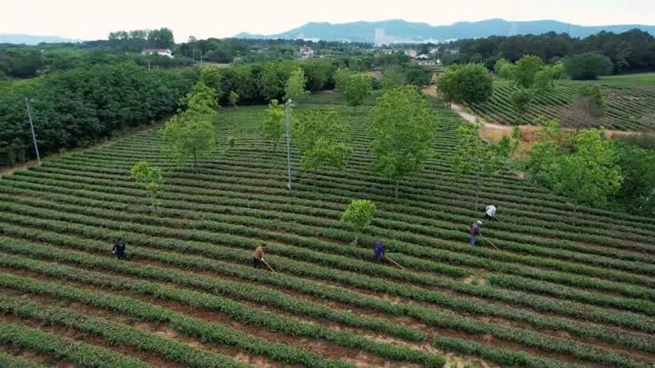 关于丹徒：“小茶叶”助推乡村振兴“大事业”的消息(4)