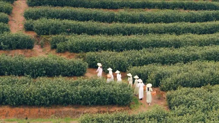 关于丹徒：“小茶叶”助推乡村振兴“大事业”的消息(1)