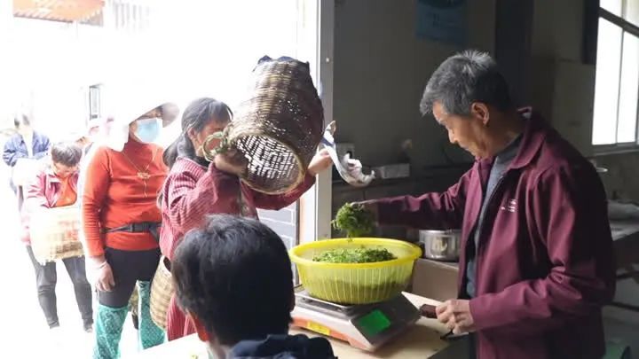 关于丹徒：“小茶叶”助推乡村振兴“大事业”的消息(2)