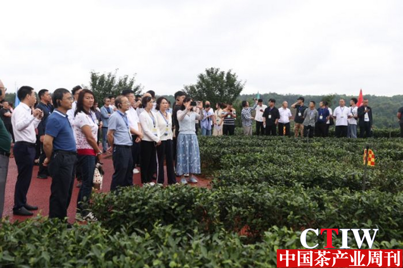 关于2023年四川茶业科技年会为茶业发展插上科技的翅膀的信息(2)