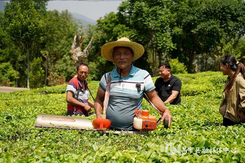 有关于​昌宁勐统：贡茶飘香茶农乐的内容(6)