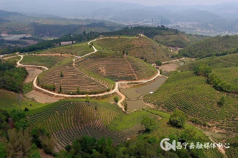 有关于​昌宁勐统：贡茶飘香茶农乐的内容(5)
