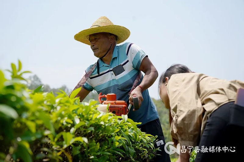 有关于​昌宁勐统：贡茶飘香茶农乐的内容(3)