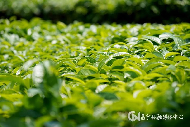 有关于​昌宁勐统：贡茶飘香茶农乐的内容(7)