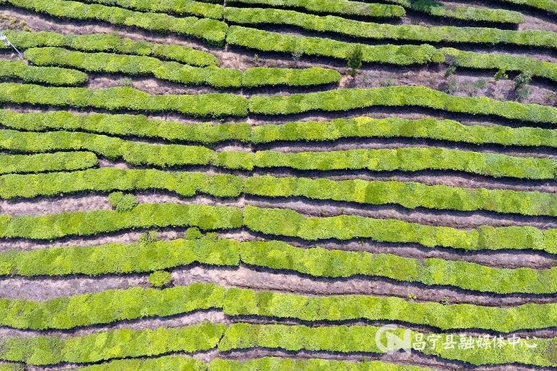 有关于​昌宁勐统：贡茶飘香茶农乐的内容