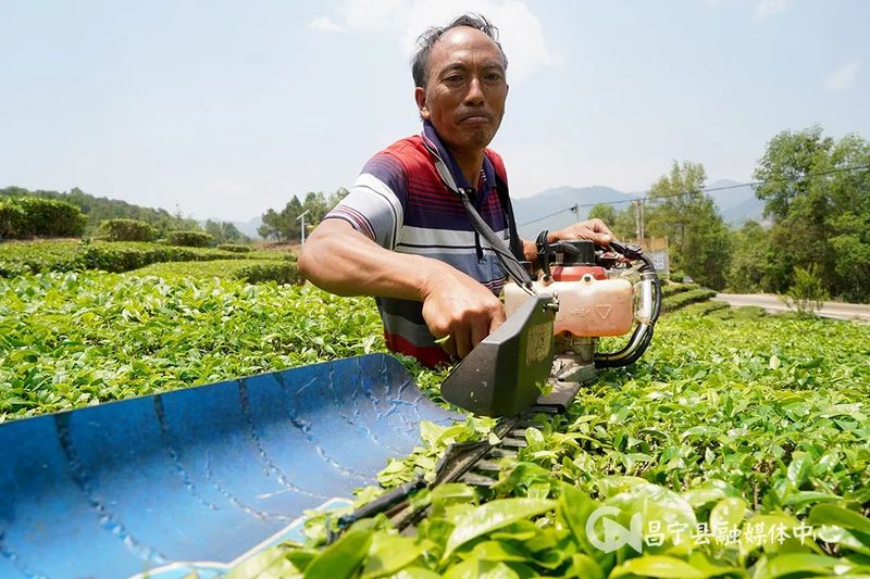 有关于​昌宁勐统：贡茶飘香茶农乐的内容(1)