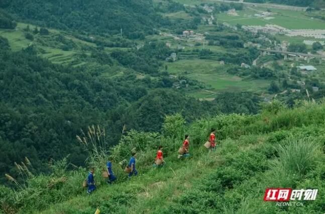 关于张家界熊家逻村：小小“莓茶叶”铺就致富路的最新消息(3)