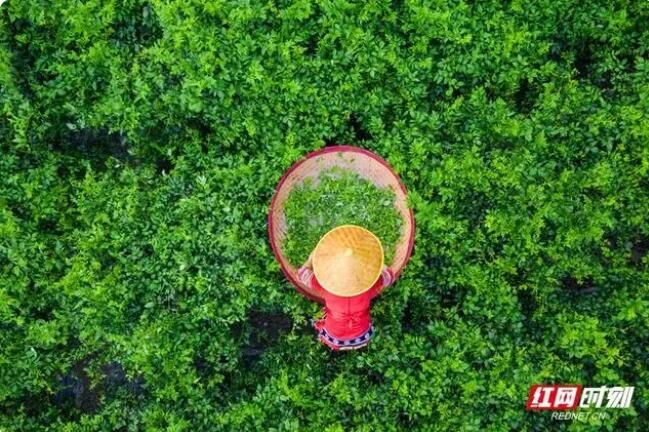 关于张家界熊家逻村：小小“莓茶叶”铺就致富路的最新消息(4)